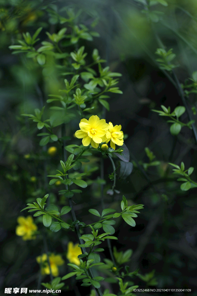 迎春花
