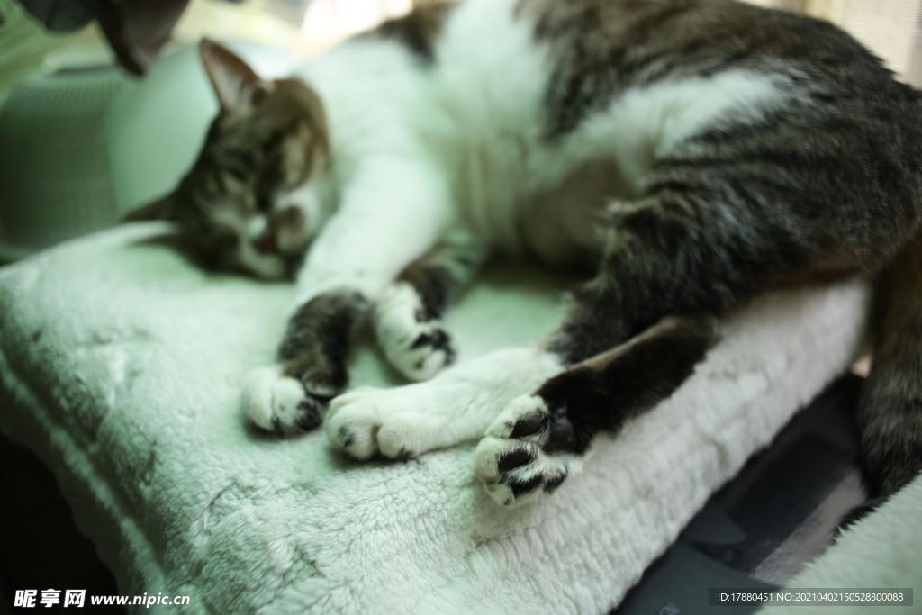 猫