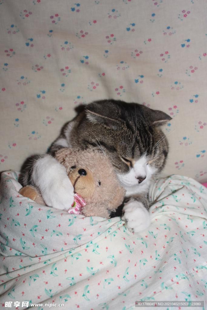 猫