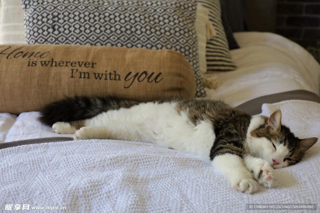 猫