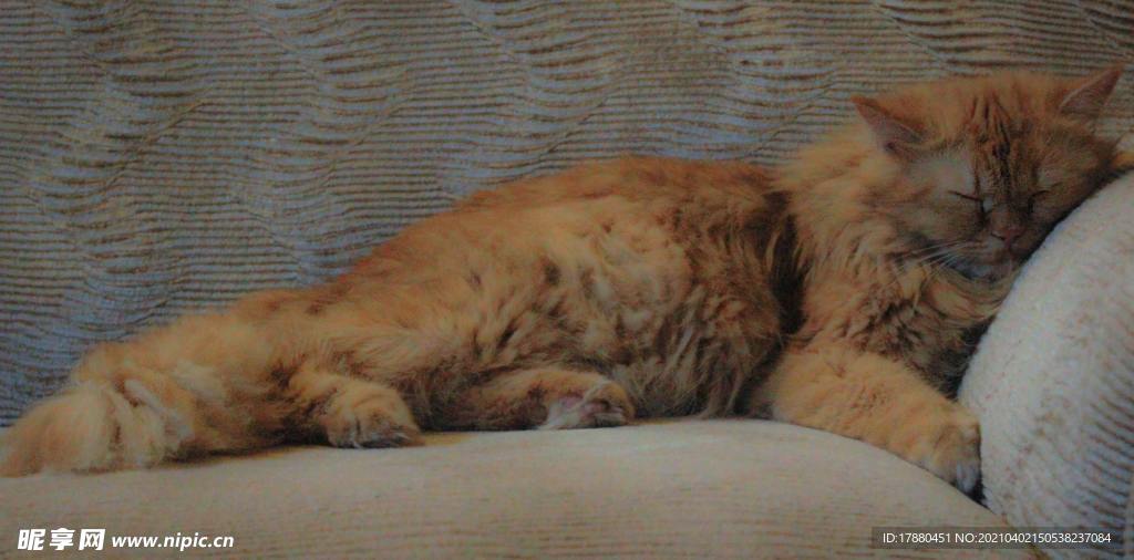 猫