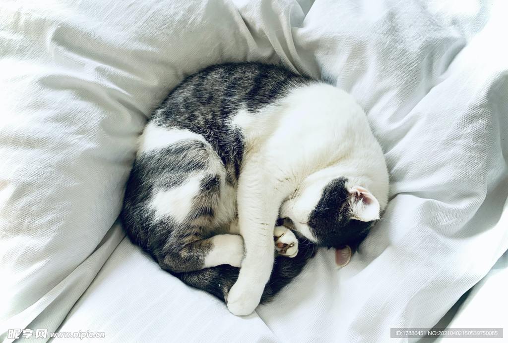 猫