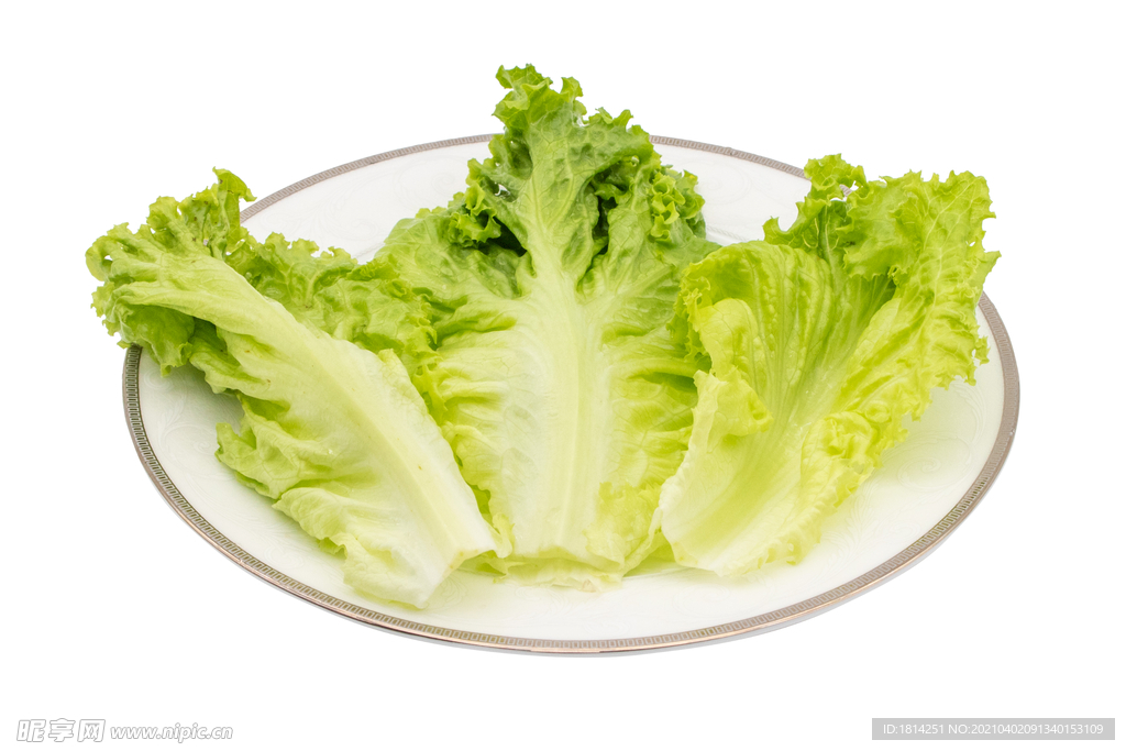 生菜