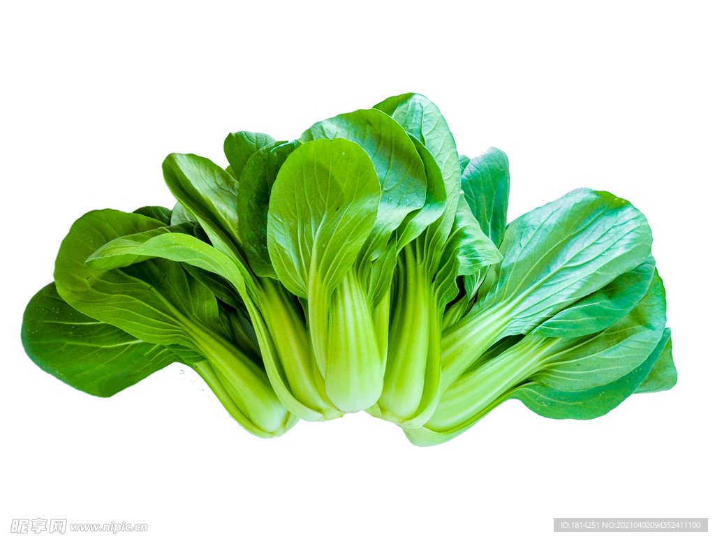 上海青 油菜