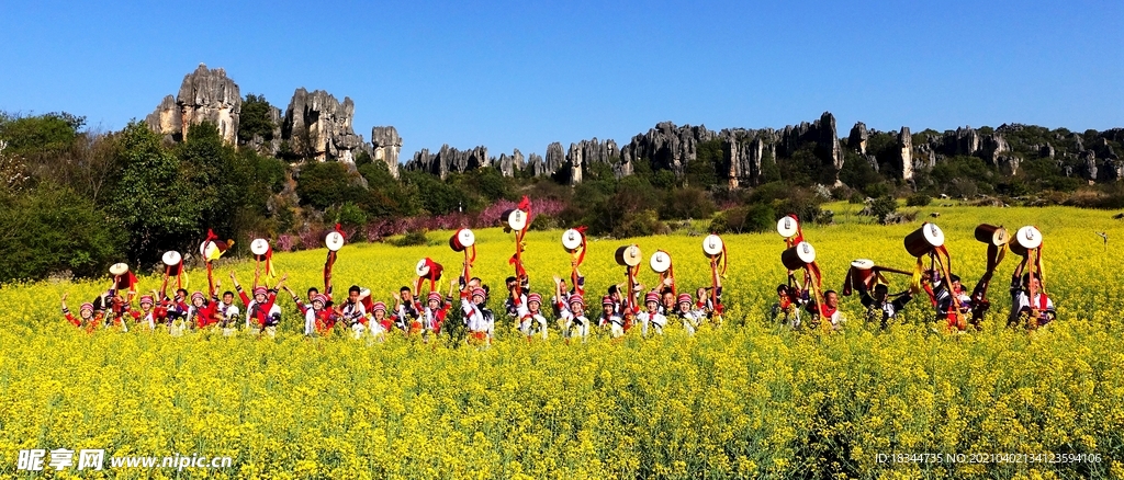 油菜花