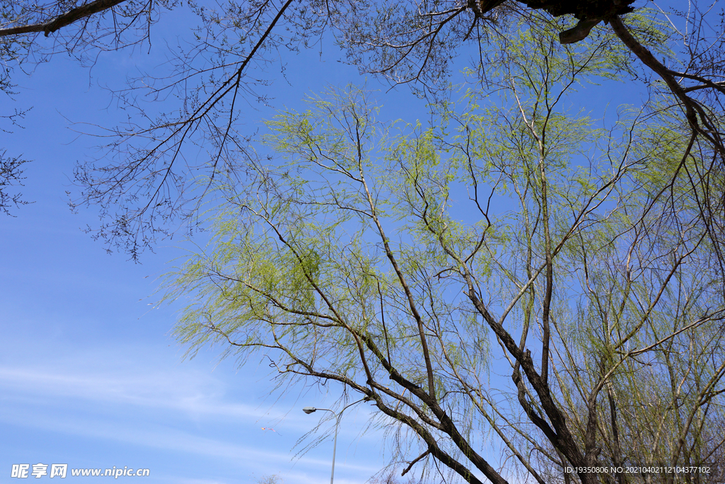 初春蓝天下的柳树树冠枝叶