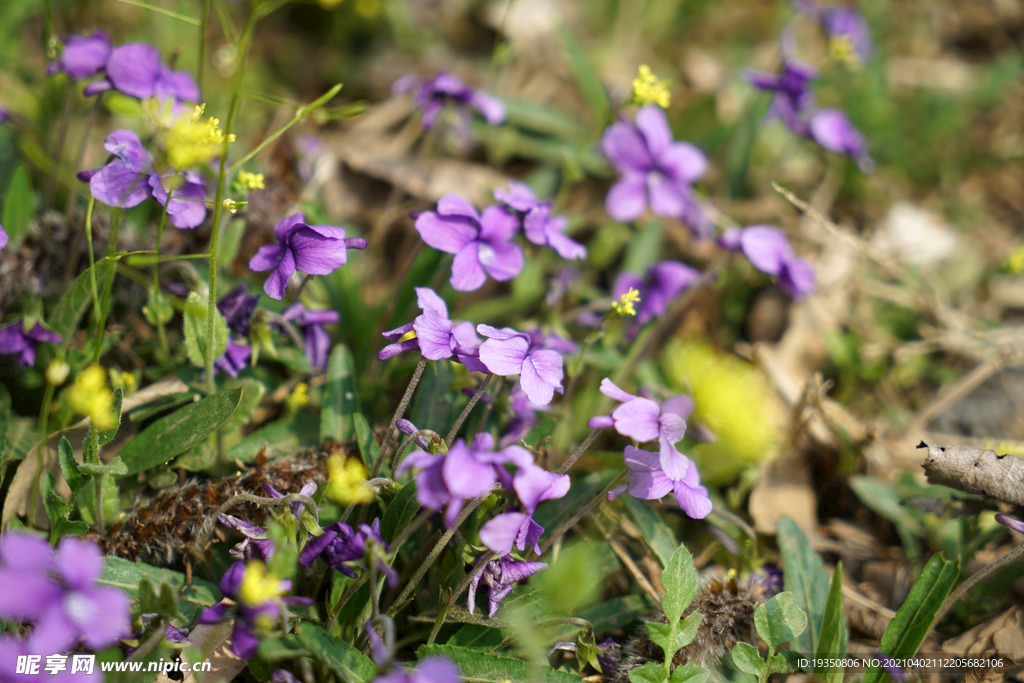 春天盛开的紫花地丁花丛