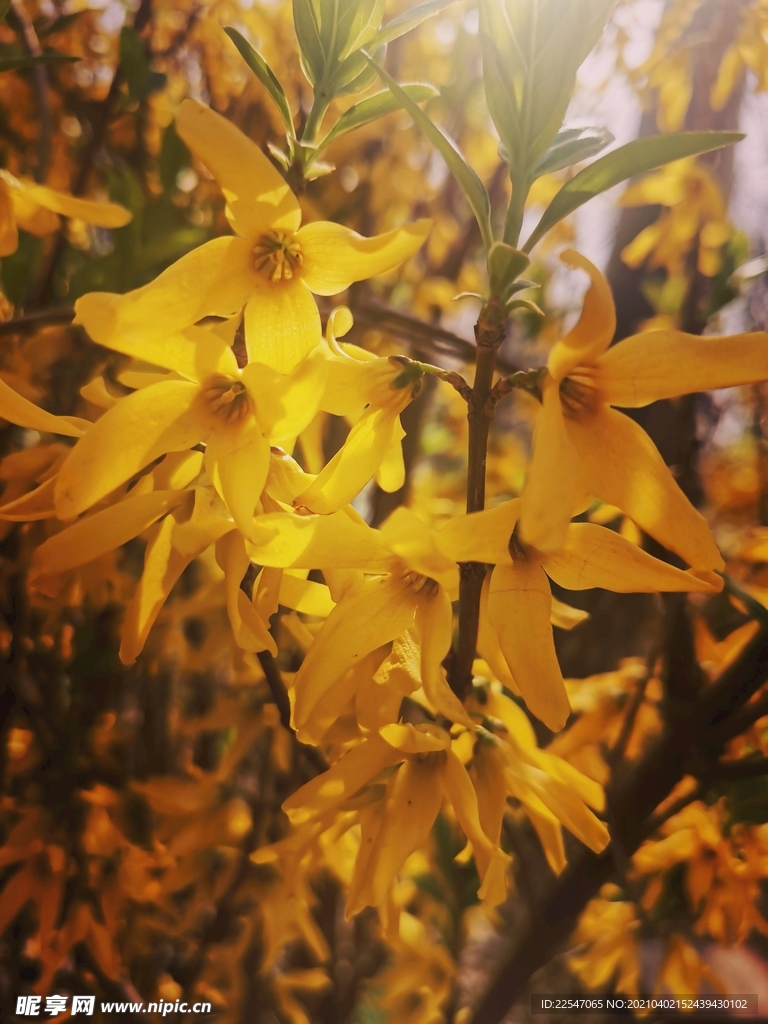 黄色  迎春花