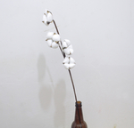 新疆棉花