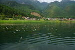 水性杨花