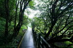 林间小路