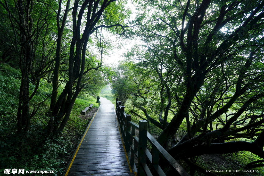 林间小路