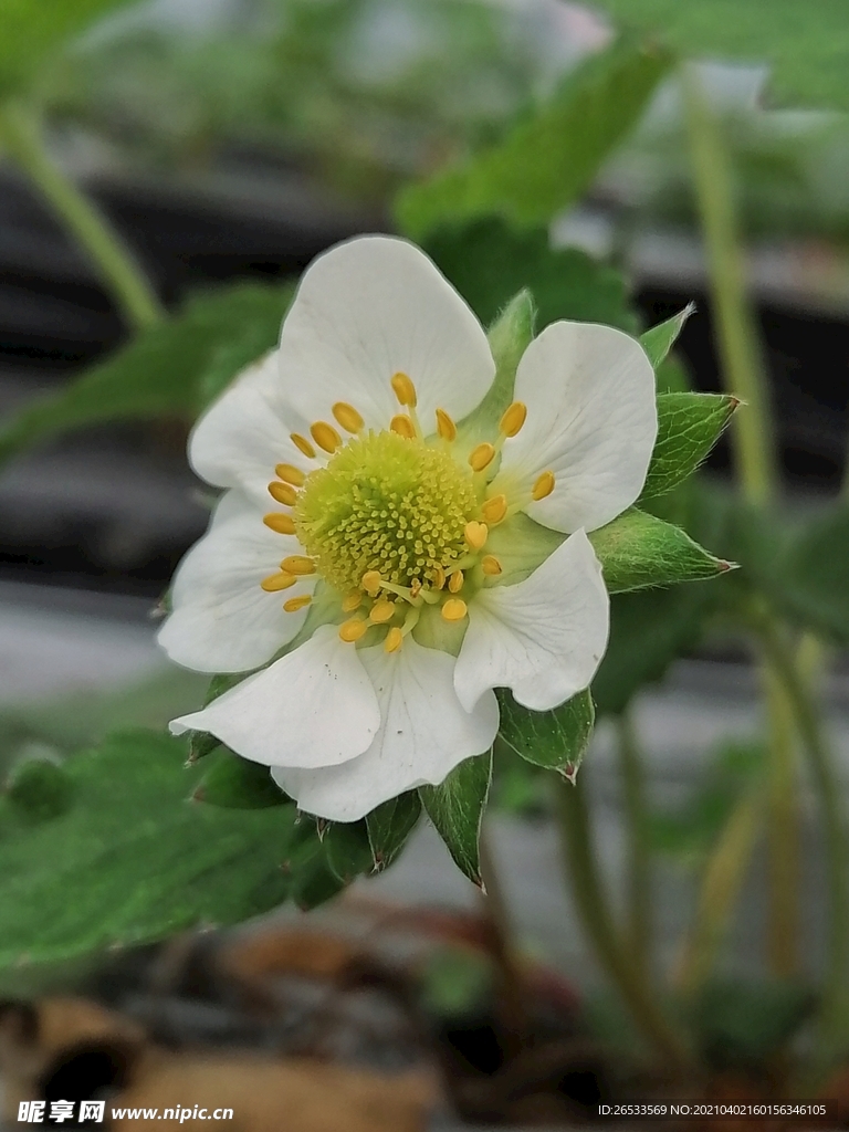 草莓开花 春天 小白花 生命