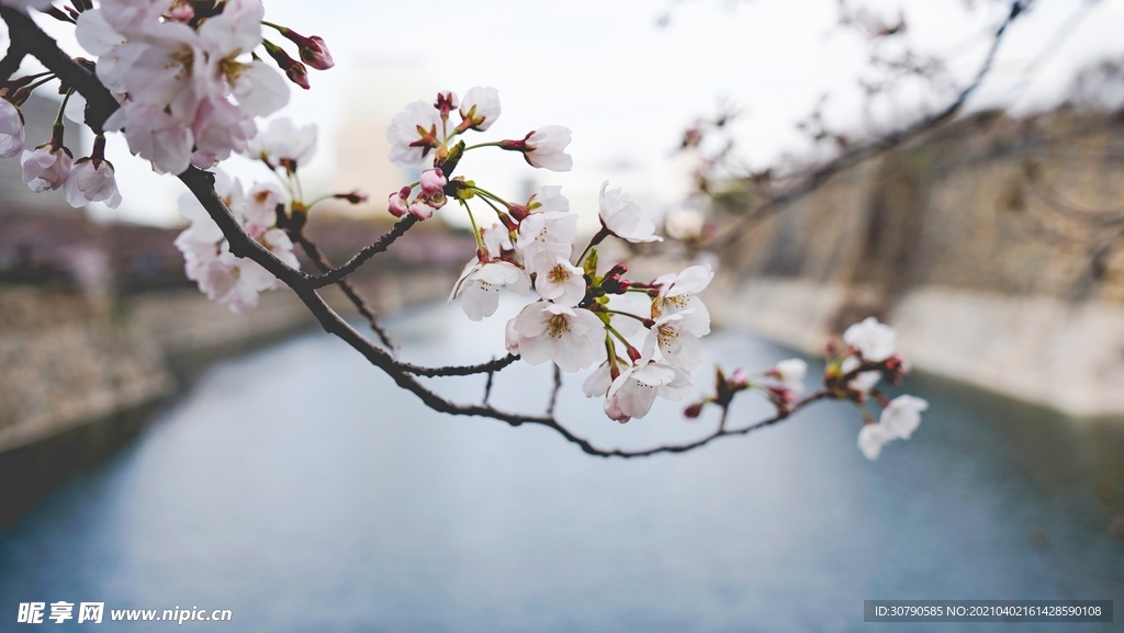 樱花
