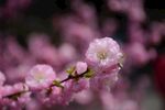 浪漫樱花