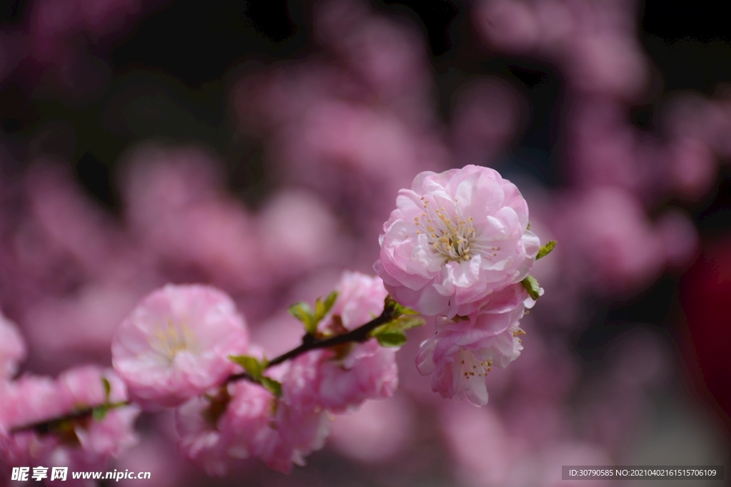 浪漫樱花