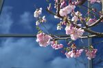 樱花浪漫