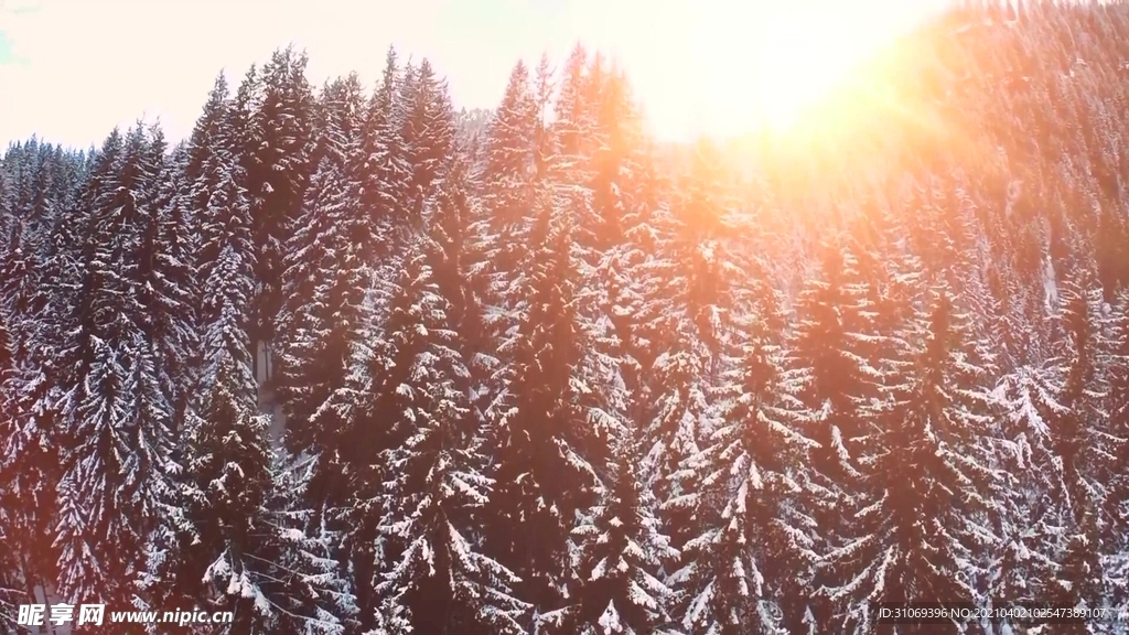 短视频风景素材日过照耀冬季森林