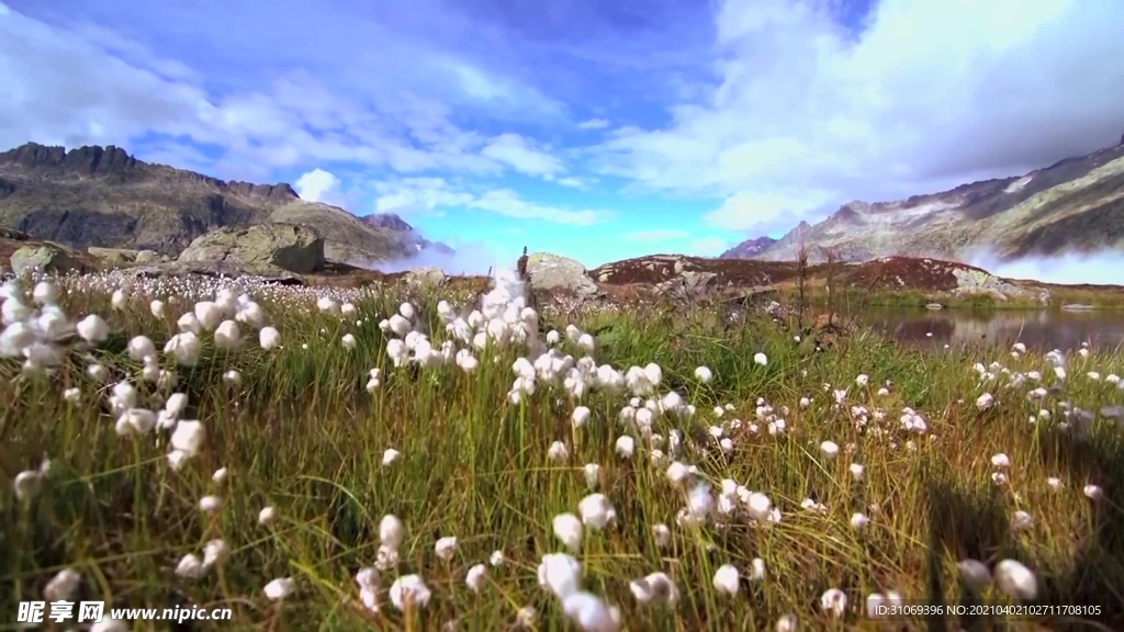 风景素材山坡上遍地白色小花美景