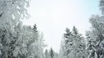 航拍高清4K视频冬季雪林