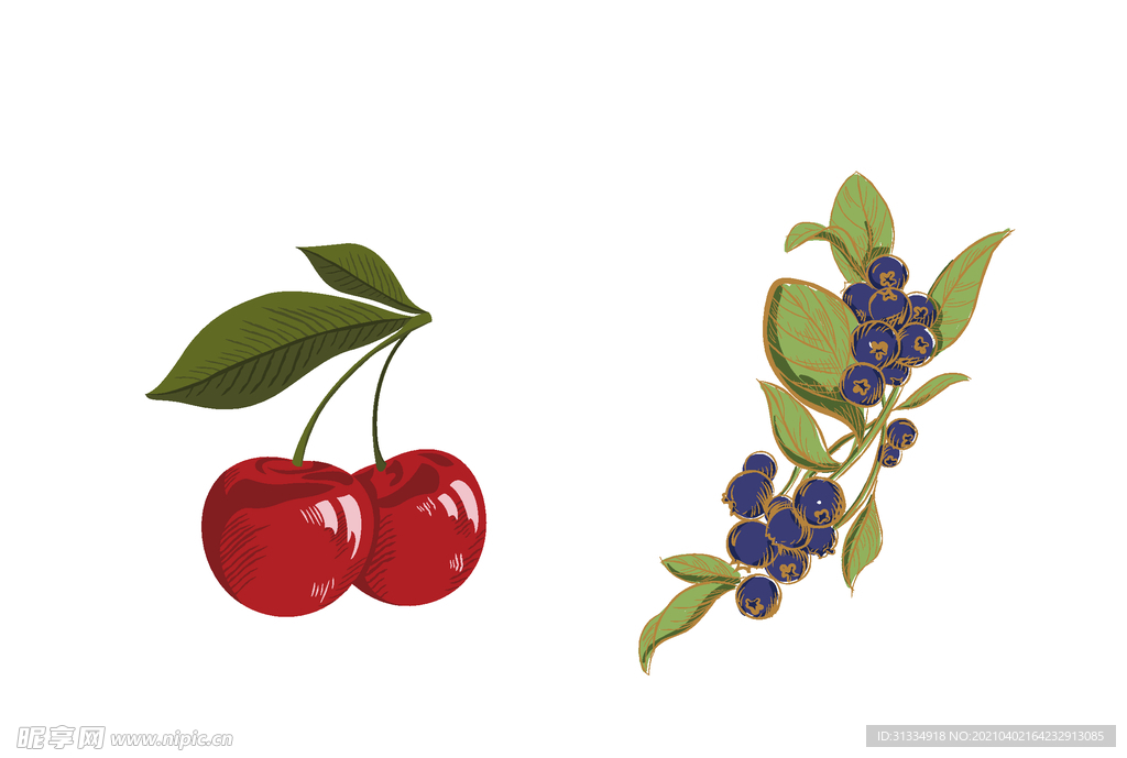 蓝莓樱桃水果插画