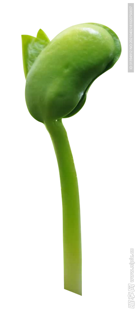 小草发芽