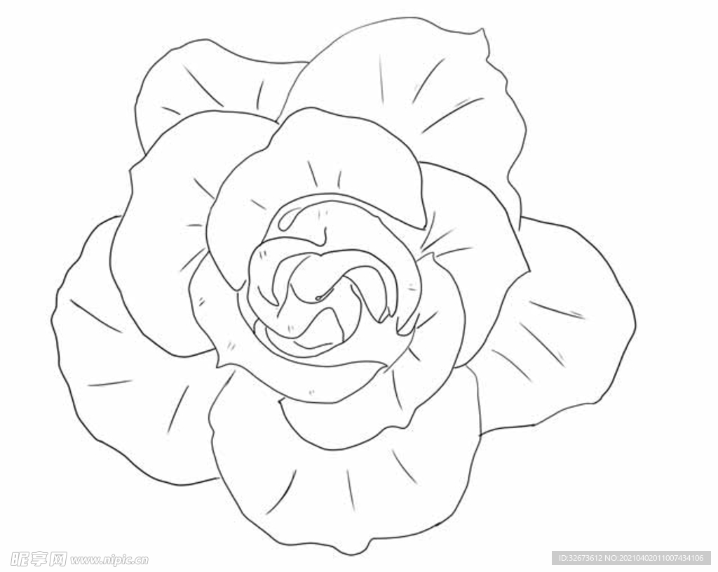 玫瑰花