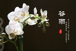 谷雨宣传海报