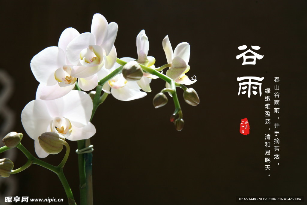 谷雨宣传海报