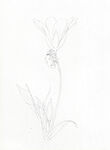 水彩花卉 小白花绘画步骤
