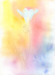 水彩花卉 小白花绘画步骤