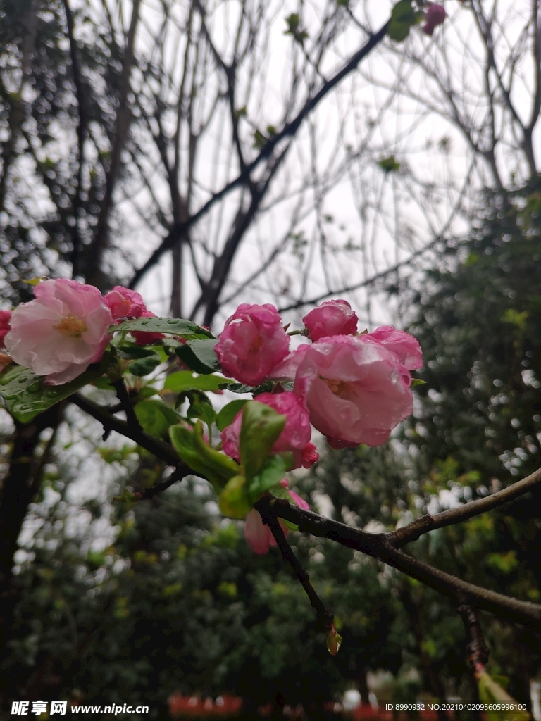 海棠花