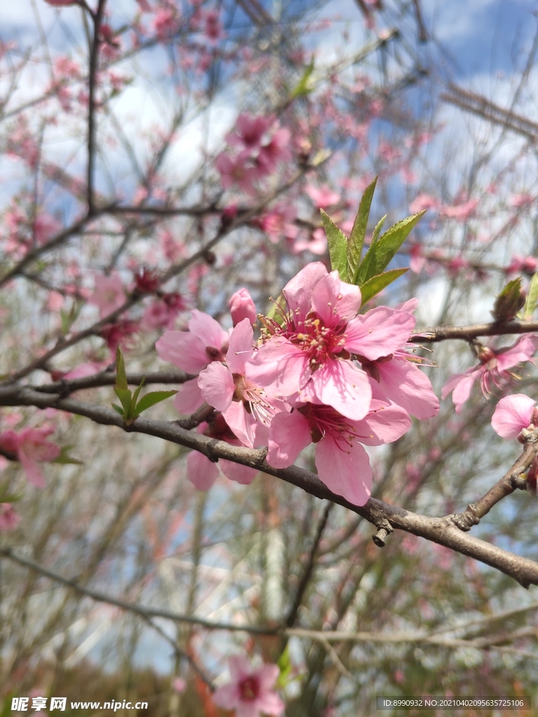 桃花