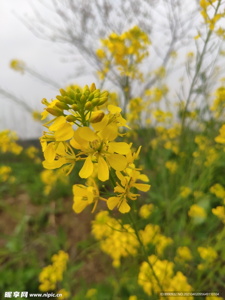 油菜花