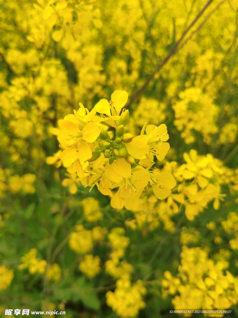 油菜花