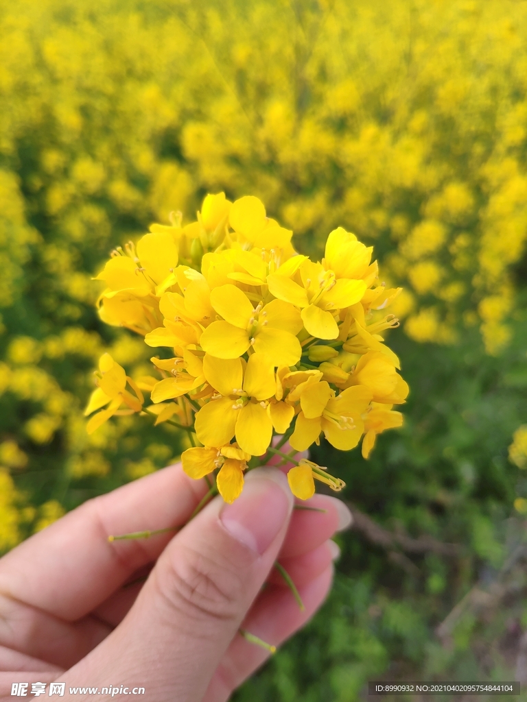 油菜花