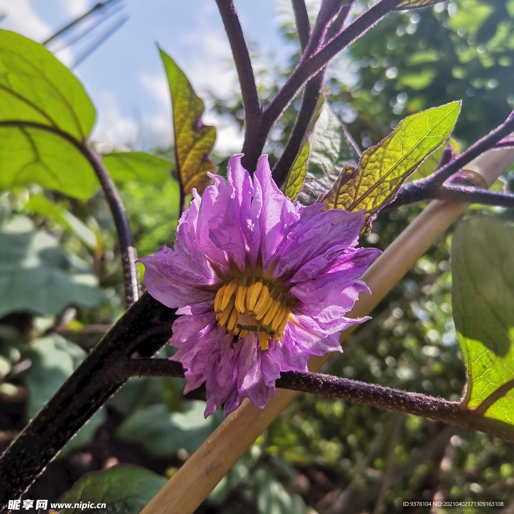 茄子花