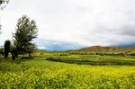 西藏风景草原
