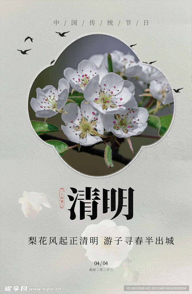 清明 中国传统节气 梨花 花卉