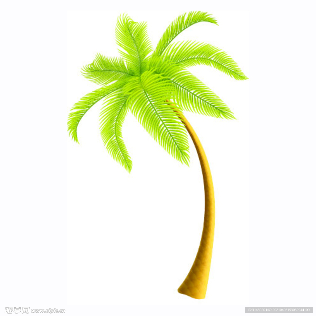 椰树