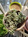 多肉植物盆栽