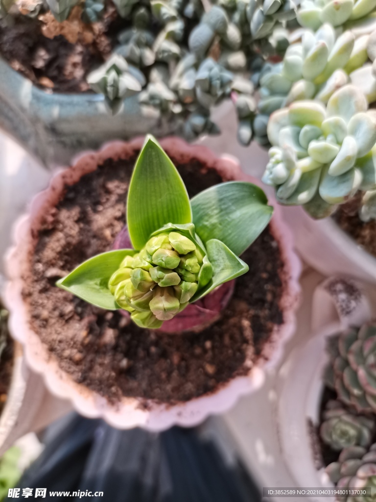 风信子花苞花蕾