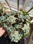 劳尔多肉植物