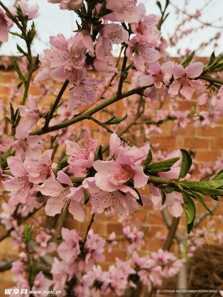 桃花瓣