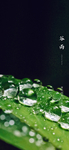 谷雨节气海报