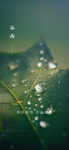 谷雨节气海报