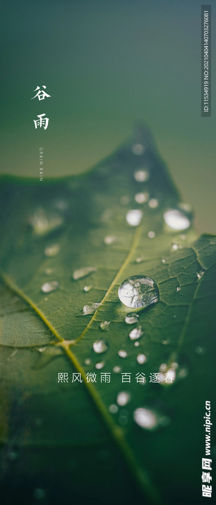 谷雨节气海报