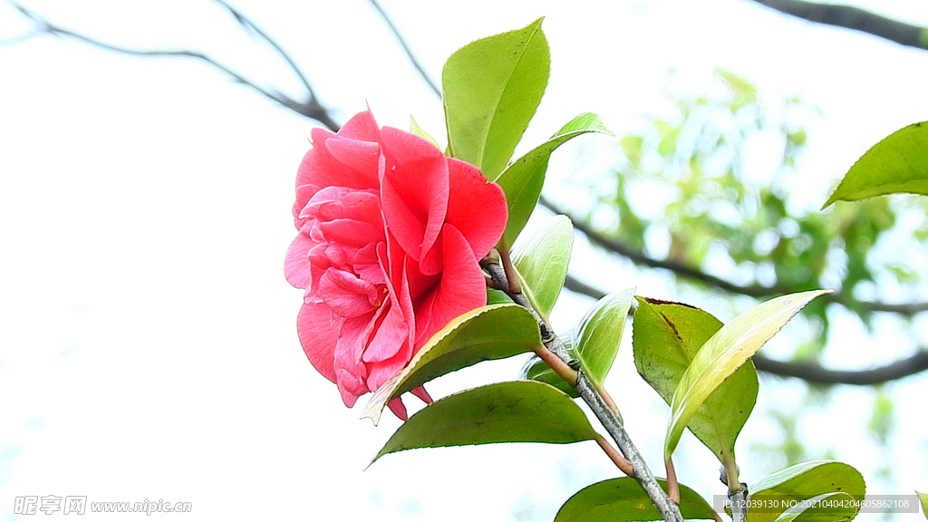 山茶花实拍视频