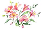 手绘玫瑰花