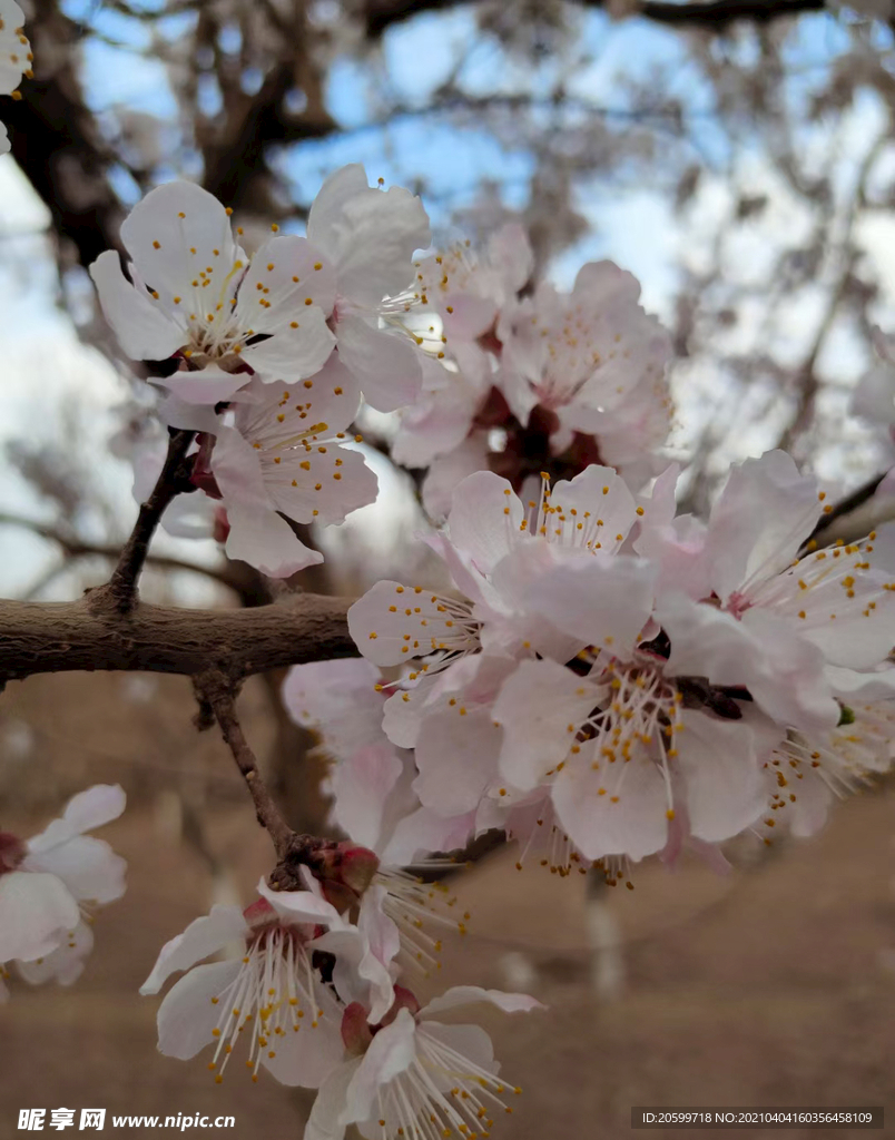 桃花